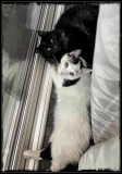 Barsik and Baltisar Encounter