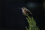 Raining Hummingbird