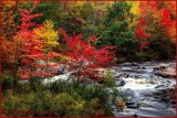 Creekside Autumn Splendor 🍂