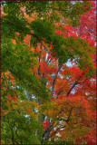 4 Shades Of Autumn