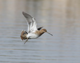 Enkelbeckasin <br> Common Snipe <br> Gallinago gallinago