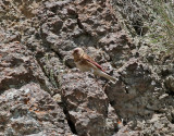 Bergskenfink <br> Asian Crimson-winged Finch <br> Rhodopechys sanguineus