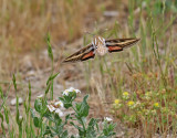 Vitribbad skymningssvrmare <br>- Striped Hawk-moth <br> Hyles livornica