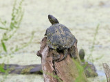 European Pond Turtle <br> Emys orbicularis