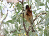 Pungmes <br> Penduline Tit <br> Remiz pendulinus