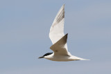 Sandtrna <br> Gull-Billed Tern <br>Sterna nilotica