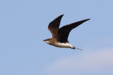 Svartvingad vadarsvala <br> Black-winged Pratincole <br> Glareola nordmanni