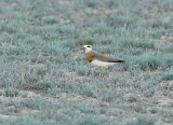 Kaspisk pipare <br> Caspian Plover <br>  Charadrius asiaticus