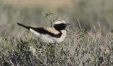 kenstenskvtta <br> Desert Wheatear<br> Oenanthe deserti