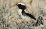 kenstenskvtta <br> Desert Wheatear<br> Oenanthe deserti