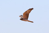 ngshk<br> Montagus Harrier <br> Circus pygargus