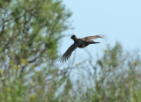 Fasan <br> Common Pheasant <br> Phasianus colchicus