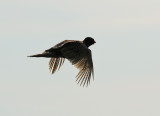 Fasan <br> Common Pheasant <br> Phasianus colchicus