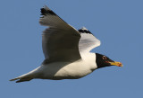 Svarthuvad trut<br> Pallass Gull<br> Larus ichthyaetus