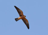Aftonfalk<br> Red-footed Falcon<br> Falco vespertinus