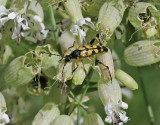 Fläckig blombock Spotted Longhorn Rutpela maculata