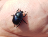 VårtordyvelDor Beetle Trypocopris vernalis