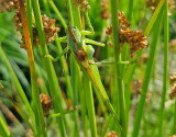 Grn vrtbitare<br>Tettigonia viridissima