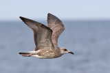 Kaspisk trut <br> Caspian Gull<br> Larus cachinnans