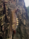 Aprikostofsspinnare <br> Rusty Tussock Moth<br> Orgyia antiqua