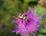 Flckig blombock <br> Spotted Longhorn <br> Rutpela maculata