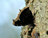 Sorgmantel <br> Mourning Cloak <br> Nymphalis antiopa