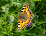 Nsselfjril<br> Small tortoiseshell<br> Aglais urticae