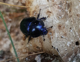 Skogstordyvel Anoplotrupes stercorosus Dor Beetle