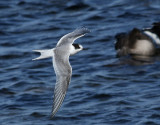 Silvertrna <br> Arctic Tern <br> Sterna paradisaea	