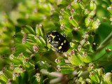 Rapssugare<br> Rape Bug<br>(Eurydema oleracea)
