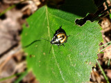 Trädrovbärfis Troilus luridus