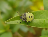 Grön bärfis Palomena prasina