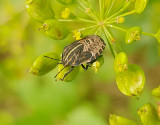 Strimlus Striped Shield Bug Graphosoma lineatum