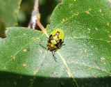 Större björkbärfis Birch Shieldbug Elasmostethus interstinctus