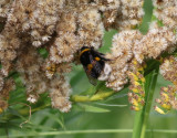 Mrk jordhumla <br> Bombus terrestris <br> Buff-tailed Bumblebee