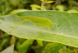 Lngvingad lvvrtbitar <br> Sickle-bearing Bush-cricket <br> Phaneroptera falcata 