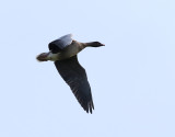 Spetsbergsgs <br> Pink-footed Goose <br> Anser brachyrhynchus