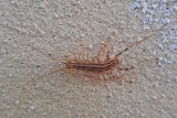 Husspindelfoting <br> Scutigera coleoptrata <br> House Centipede