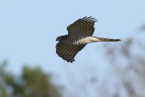 Sparvhk <br> Eurasian Sparrowhawk <br> Accipiter nisus