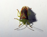 Strre bjrkbrfis<br> Birch Shieldbug<br> Elasmostethus interstinctus