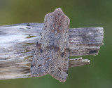 Större sälgfly Clouded Drab Orthosia incerta
