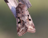 Gotiskt slgfly <br> Hebrew character <br> Orthosia gothica