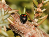 Hednyckelpiga <br>Heather Ladybird <br> Chilocorus bipustulatus