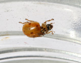 Tioprickig nyckelpiga Adalia decempunctata