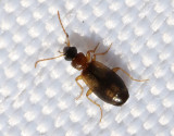 Mörk gräslöpare Philorhizus notatus