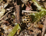 Sextonprickig nyckelpiga Sixteen-spot Ladybird Tytthaspis sedecimpunctata