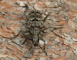 Barrträdlöpare Rhagium inquisitor