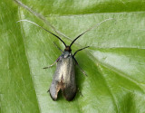 Ekantennmal Adela reaumurella