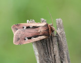 Mindre jordfly Ochropleura plecta