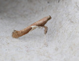 Aspstyltmal <br> Caloptilia stigmatella